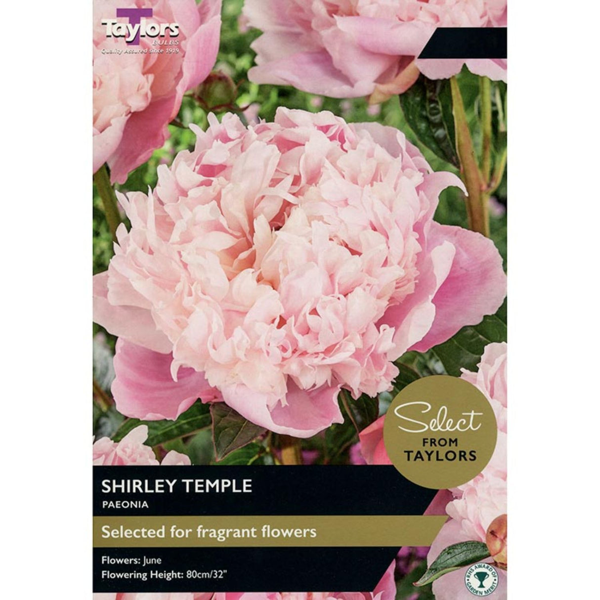 Taylors Select 1 Paeonia Shirley Temple Bulb