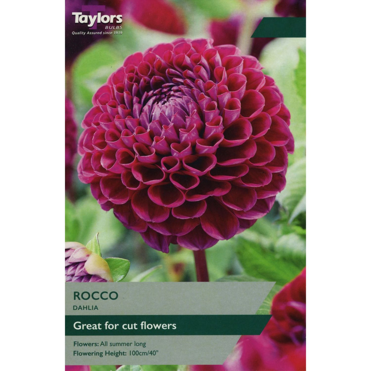 Taylors 1 Dahlia Rocco Tuber