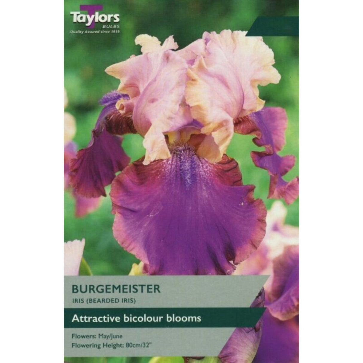 Taylors 1 Iris (Bearded Iris) Burgemeister Rhizome