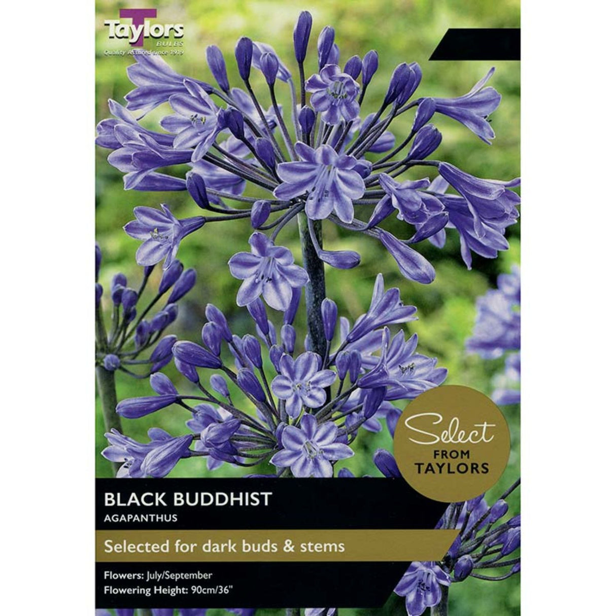 Taylors Select 1 Agapanthus Black Buddhist Rhizome