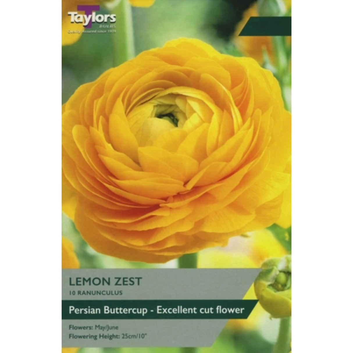 Taylors 10 Ranunculus Lemon Zest Tubers
