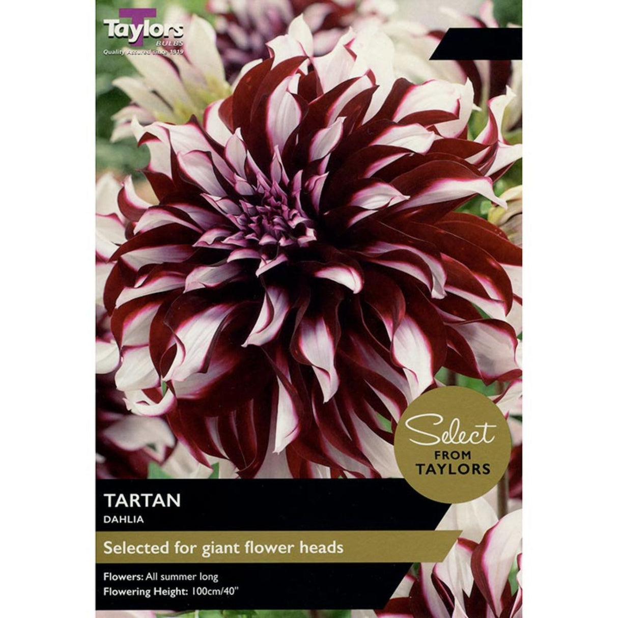 Taylors Select 2 Dahlia Tartan Tubers