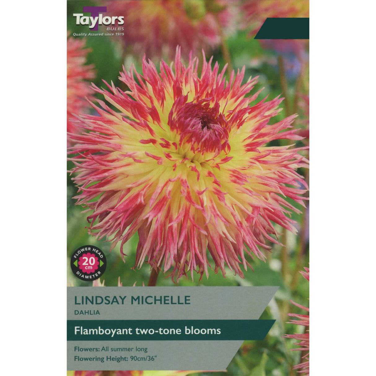 Taylors 1 Dahlia 'Lindsay Michelle' Tuber