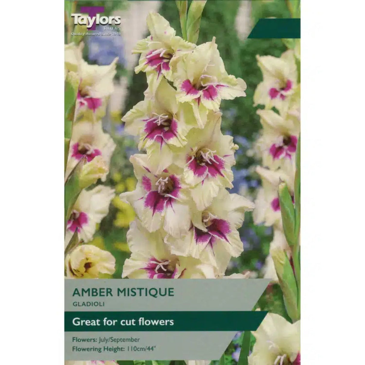 Taylors 10 Gladioli 'Amber Mistique' Bulbs
