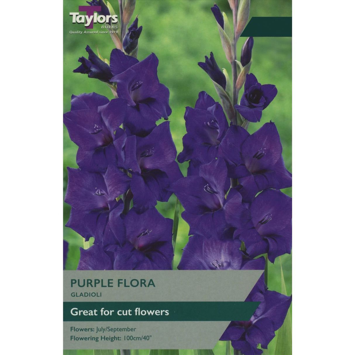 Taylors 10 Gladioli 'Purple Flora' Bulbs