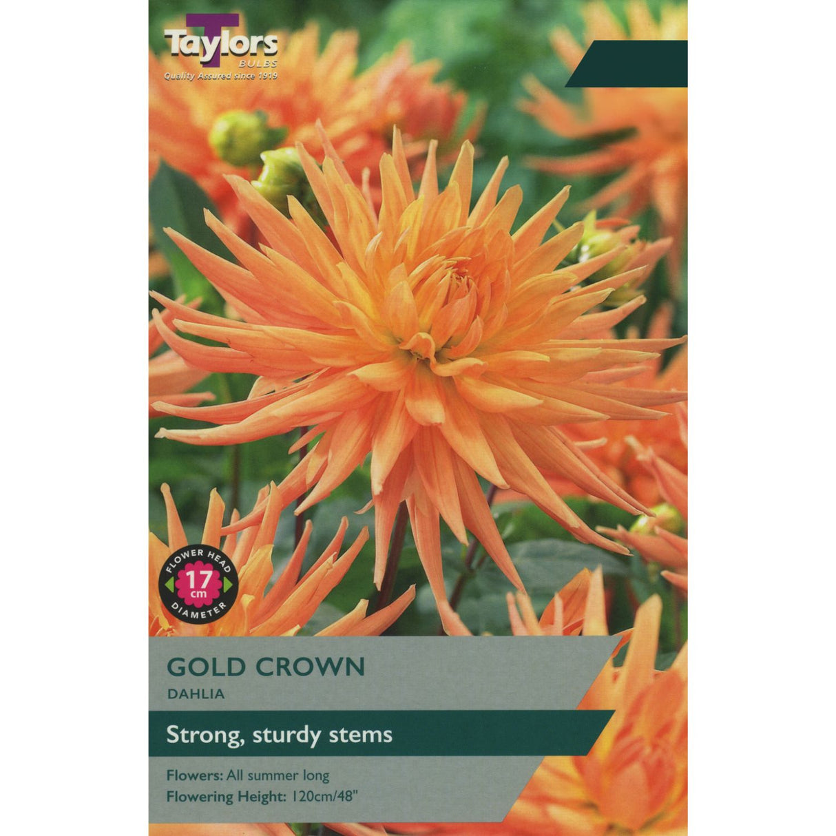 Taylors 1 Dahlia ' Gold Crown' Tuber