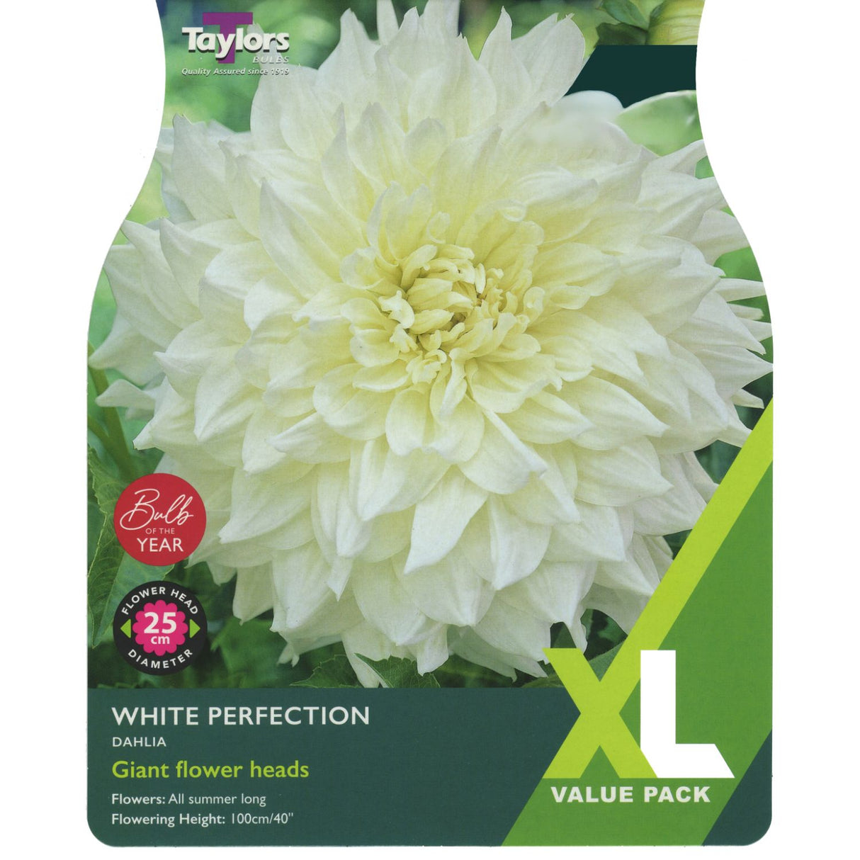 Taylors 2 Dahlia 'White Perfection' Bulbs