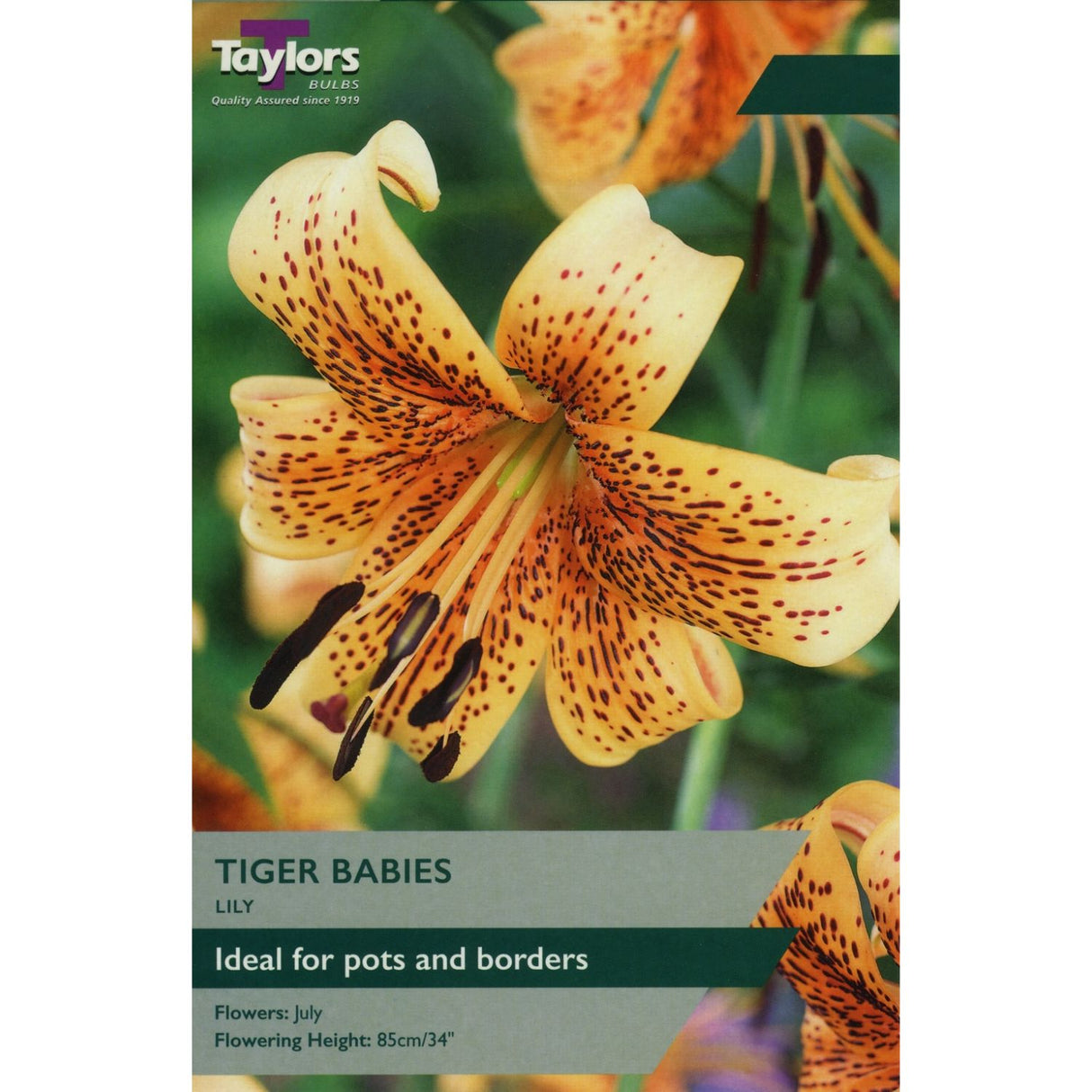 Taylors 2 Lily ' Tiger Babies' Bulbs