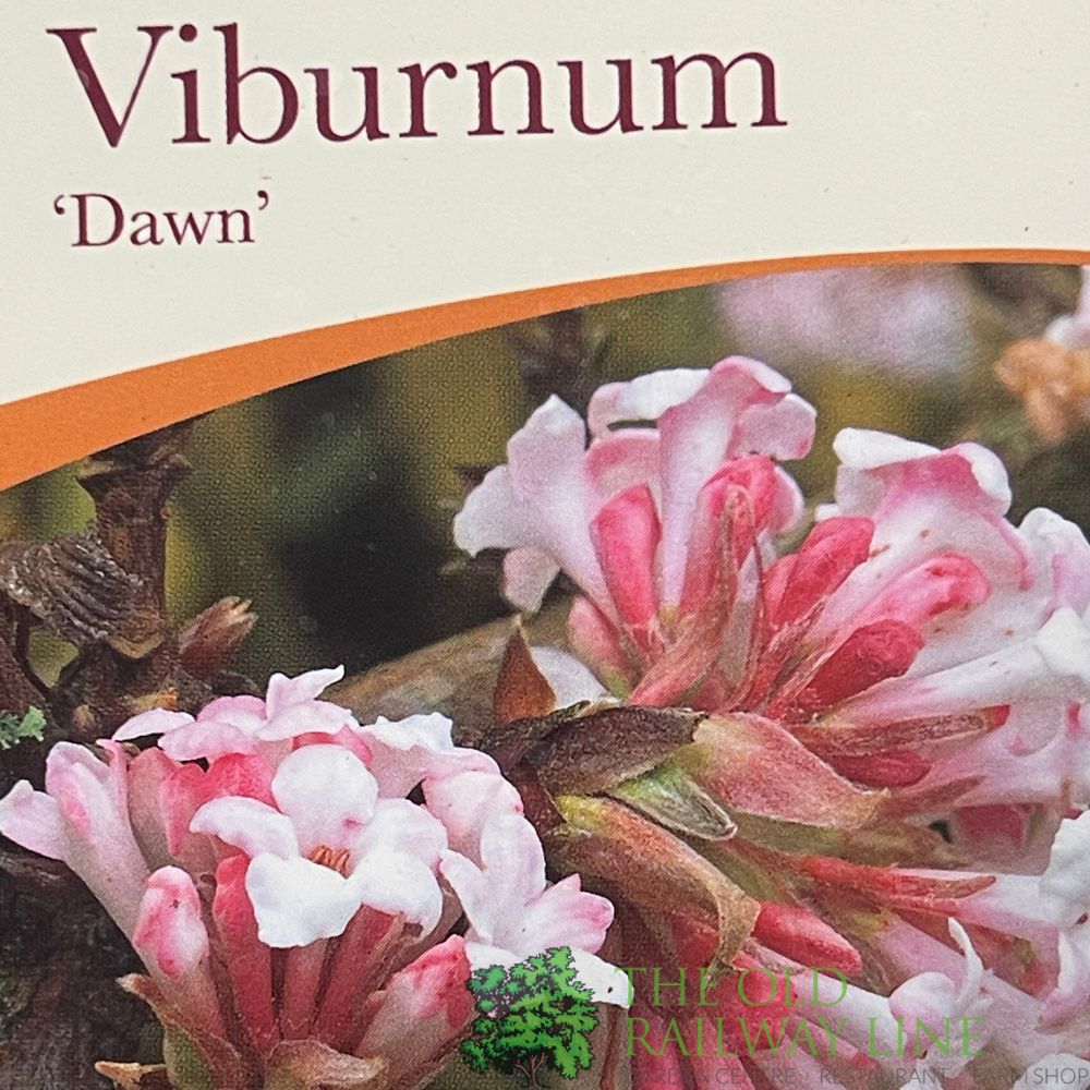 Viburnum × bodnantense 'Dawn' Arrowwood Plant 3Ltr Pot