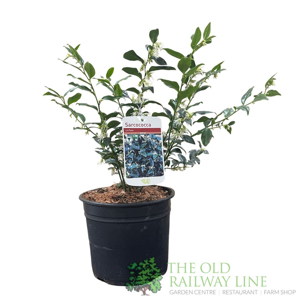 Sarcococca Confusa Sweet Box Plant 3Ltr Pot