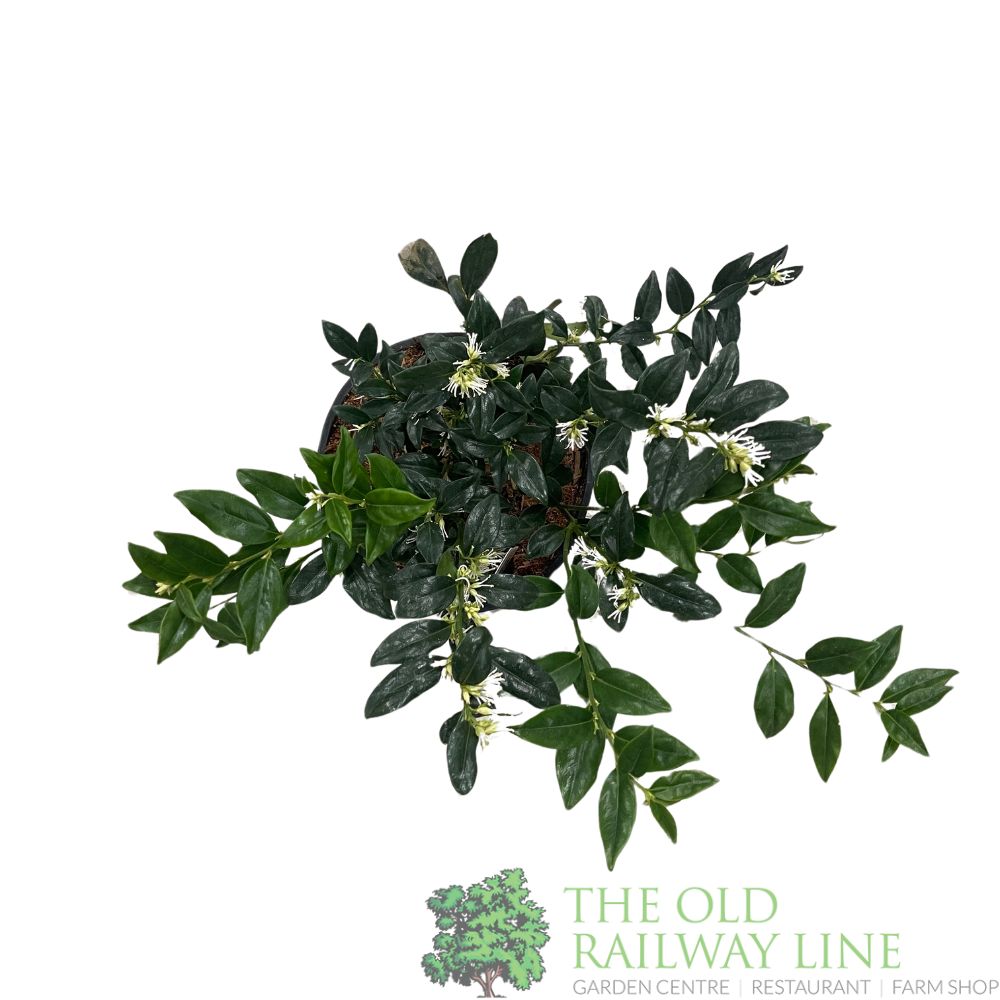 Sarcococca Confusa Sweet Box Plant 3Ltr Pot