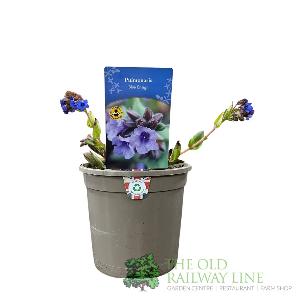 Pulmonaria 'Blue Ensign' Plant 2Ltr Pot