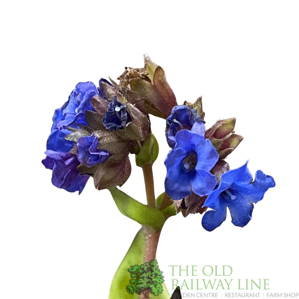 Pulmonaria 'Blue Ensign' Plant 2Ltr Pot