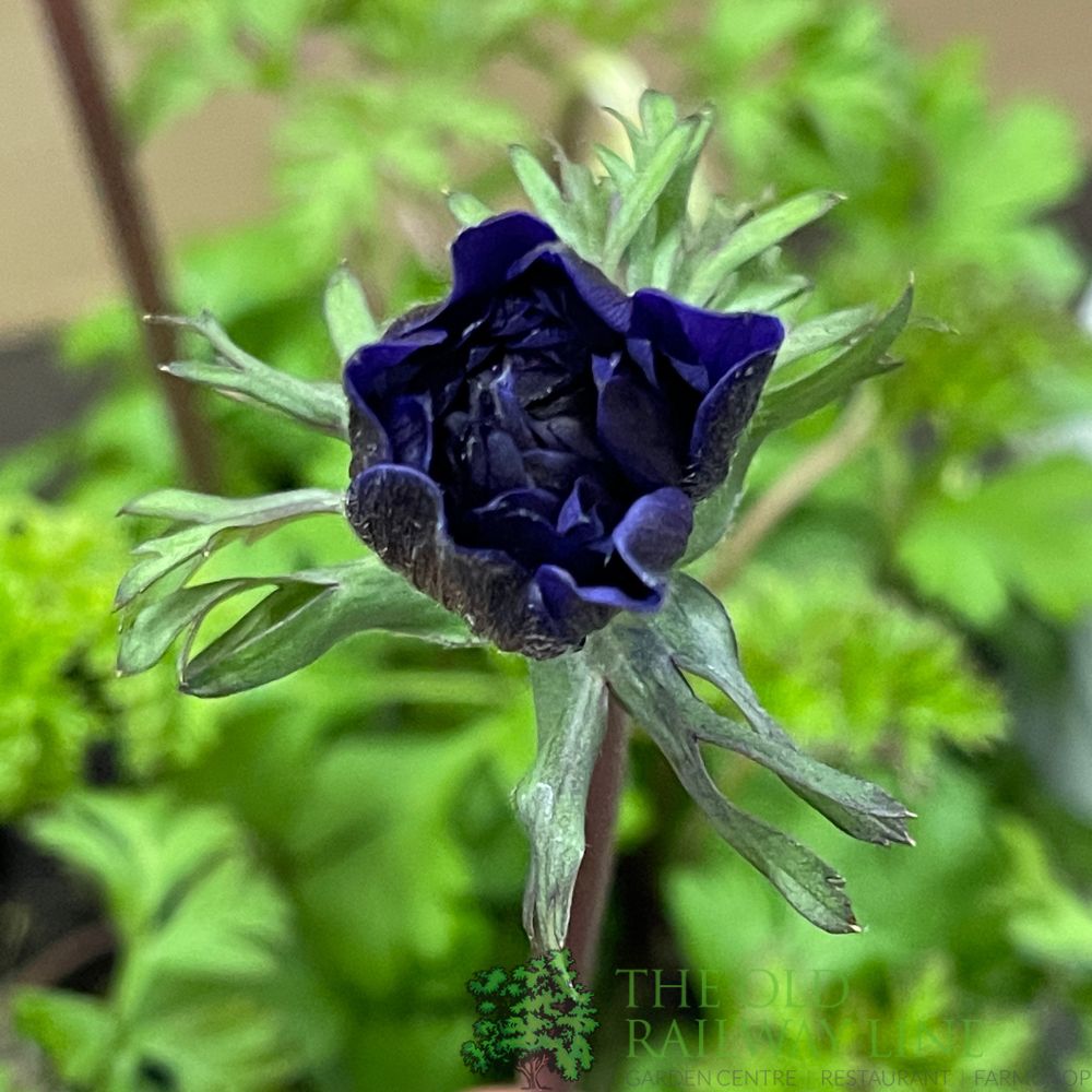 Anemone coronaria 'Harmony Double Blue' Plant 2Ltr Pot