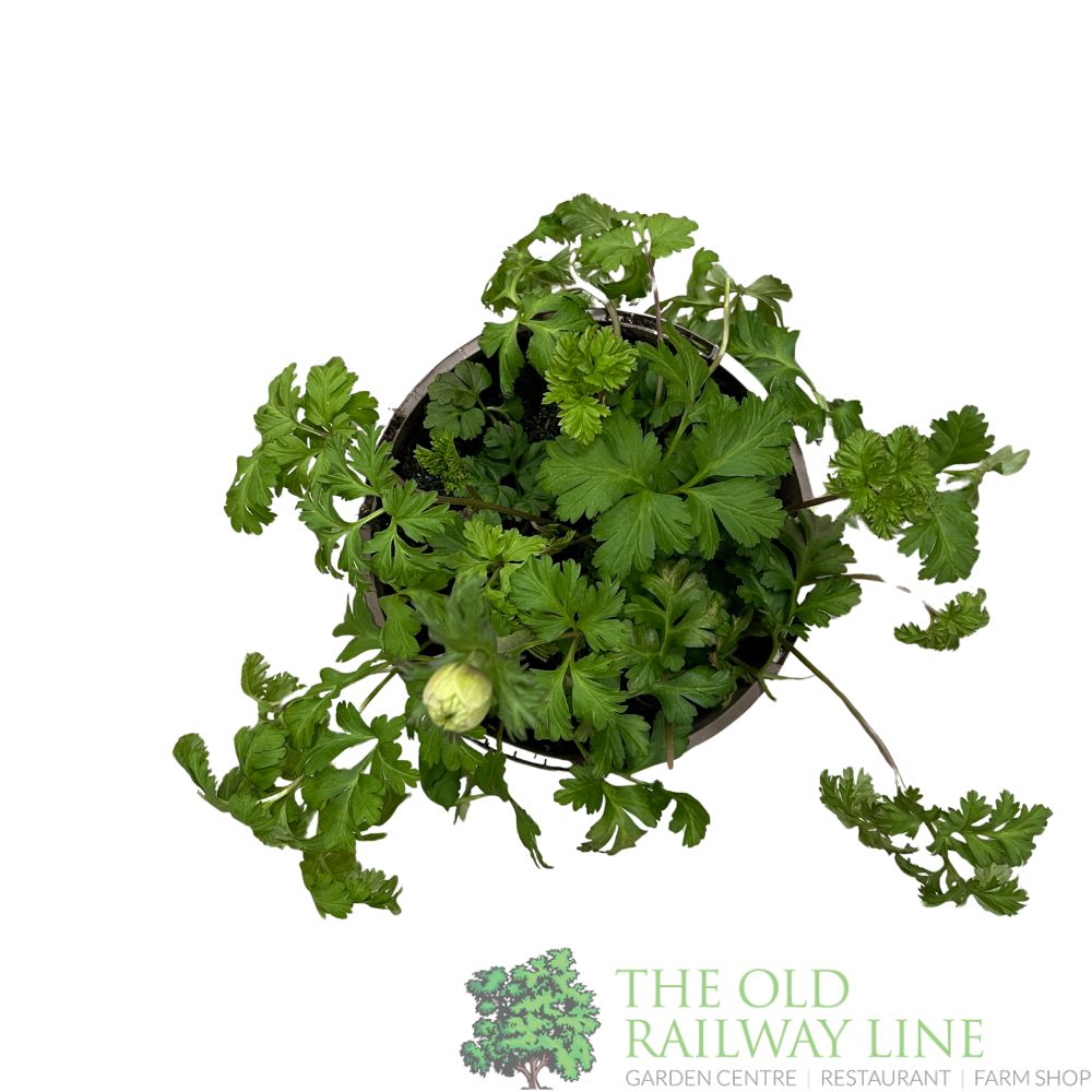 Anemone coronaria 'Harmony Double Scarlet' Plant 2Ltr Pot