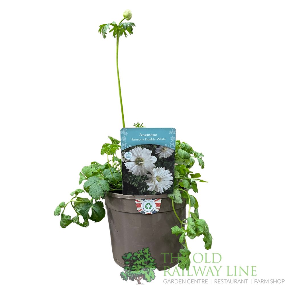 Anemone coronaria 'Harmony Double White' Plant 2Ltr Pot