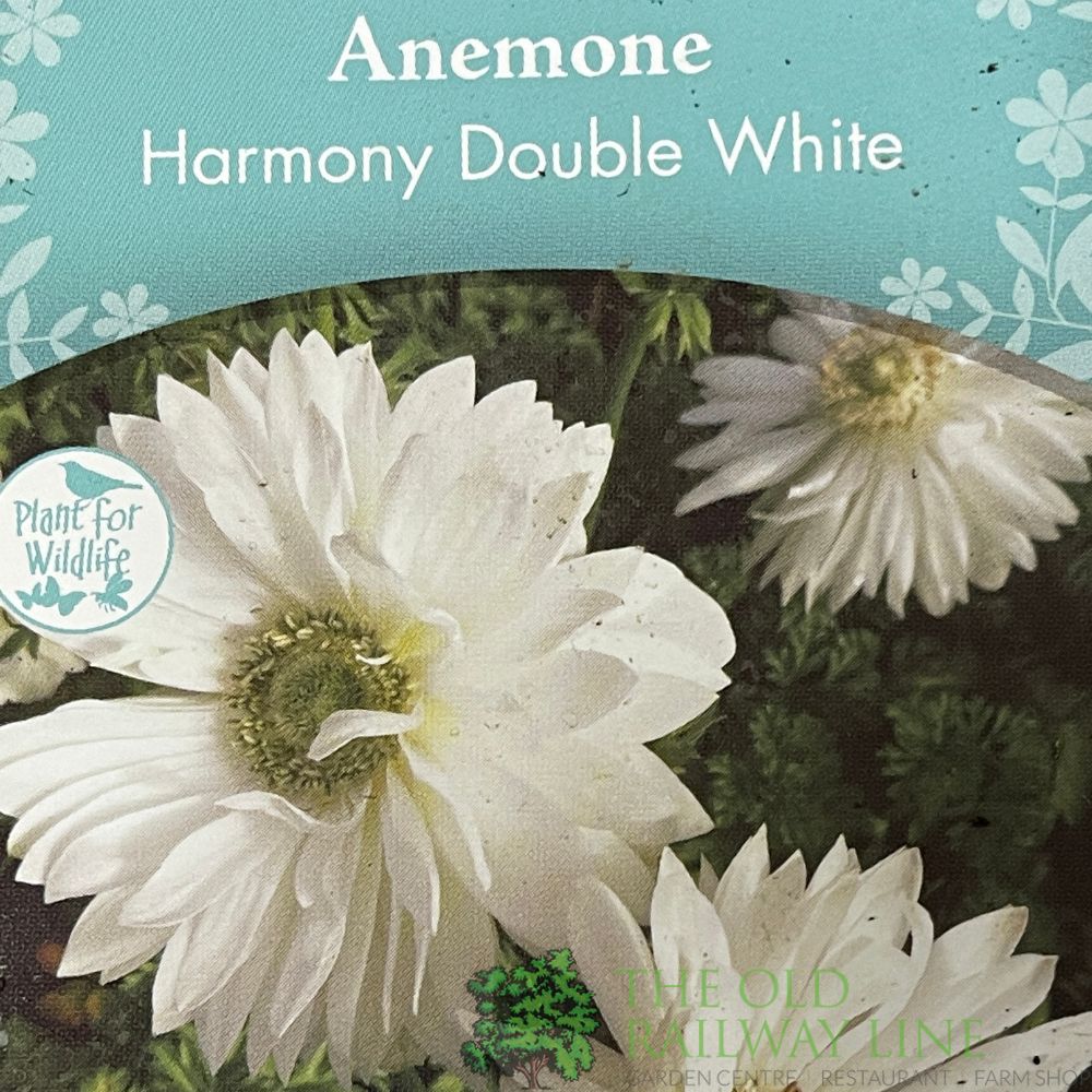 Anemone coronaria 'Harmony Double White' Plant 2Ltr Pot