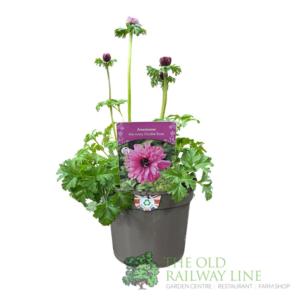 Anemone coronaria 'Harmony Double Rose' Plant 2Ltr Pot
