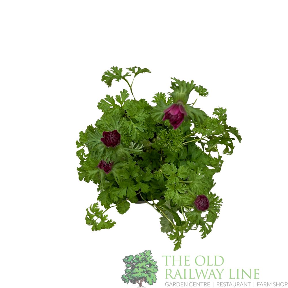 Anemone coronaria 'Harmony Double Rose' Plant 2Ltr Pot