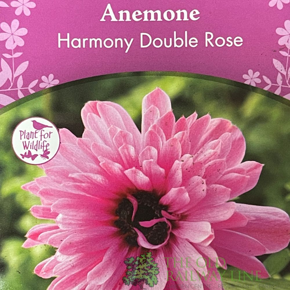 Anemone coronaria 'Harmony Double Rose' Plant 2Ltr Pot