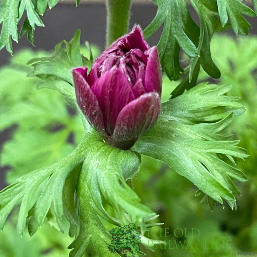 Anemone coronaria 'Harmony Double Rose' Plant 2Ltr Pot