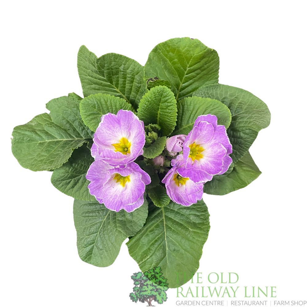 Primula vulgaris 'Milkshake' English Primrose 1Ltr Pot