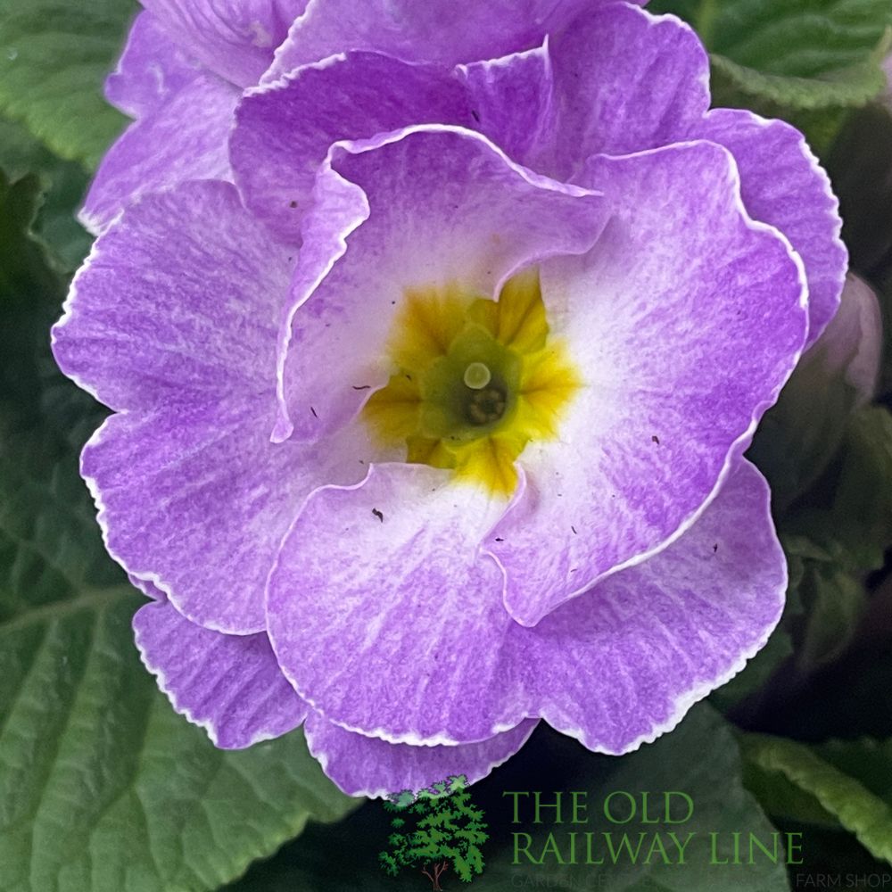 Primula vulgaris 'Milkshake' English Primrose 1Ltr Pot