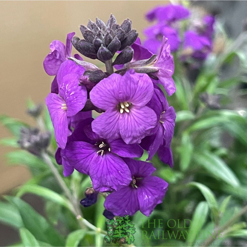 Erysimum 'Poem Lilac' Plant 1.5Ltr Pot