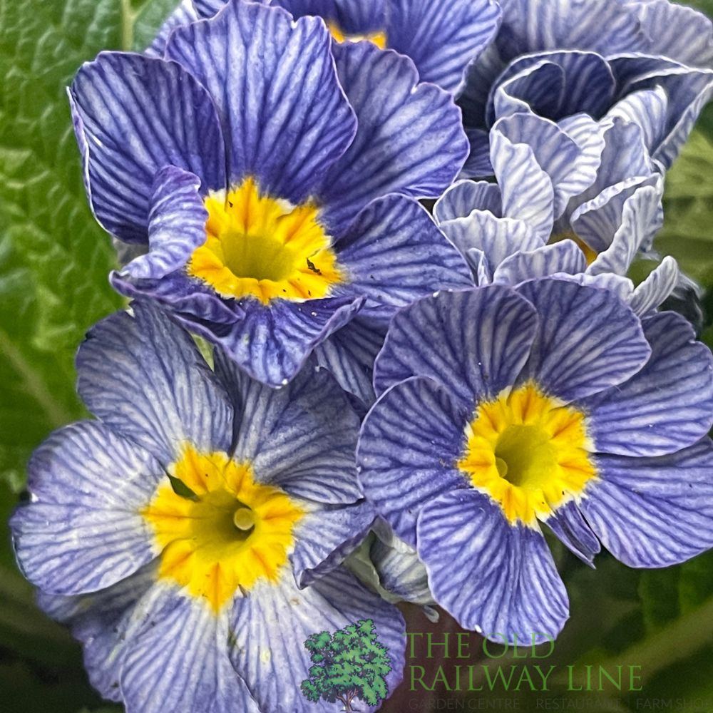 Primula vulgaris 'Zebra' English Primrose 1Ltr Pot