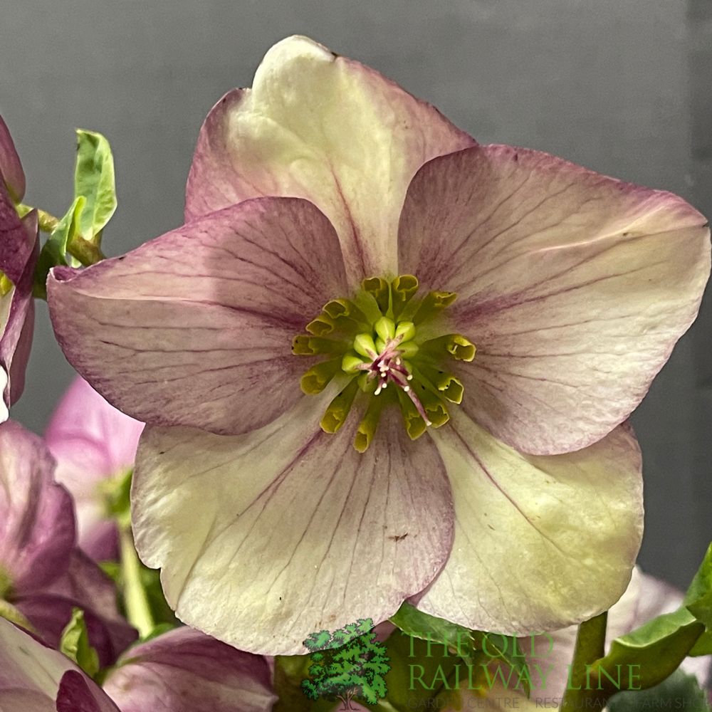 Helleborus 'HGC Winter Ballet Liara' Plant 2Ltr Pot