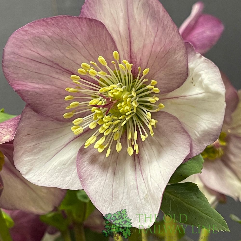 Helleborus 'HGC Winter Ballet Liara' Plant 2Ltr Pot