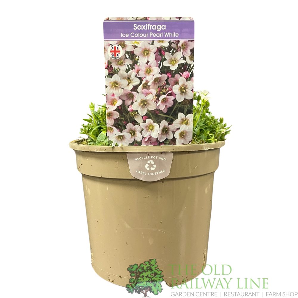 Saxifraga 'Ice Colours Pearl White' Plant 2Ltr Pot