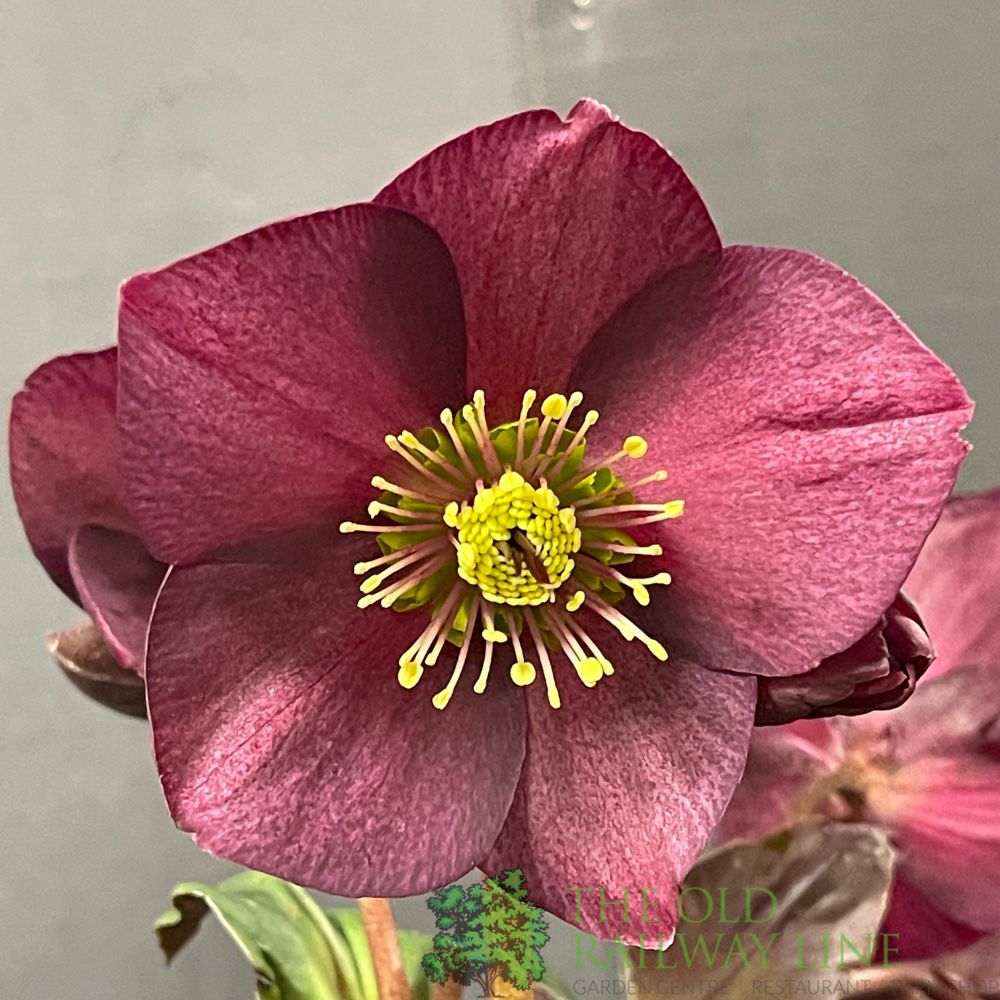 Helleborus 'HGC® Ice N' Roses® Rosali' Plant 2Ltr Pot