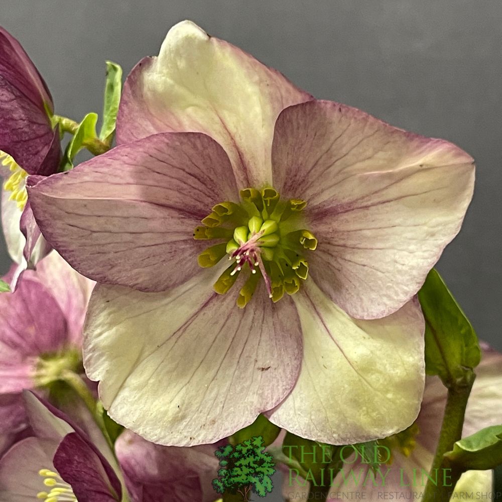 Helleborus 'HGC® Ice N' Roses® Rosali' Plant 2Ltr Pot
