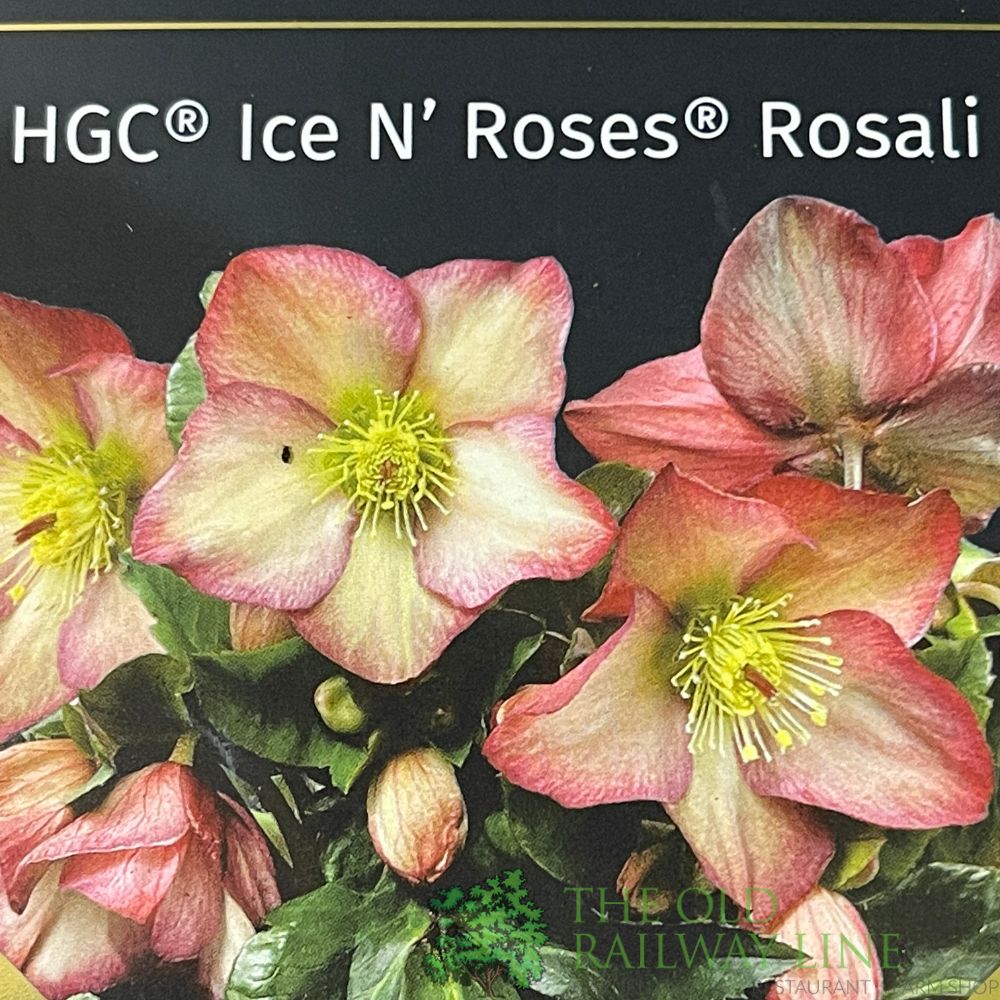 Helleborus 'HGC® Ice N' Roses® Rosali' Plant 2Ltr Pot