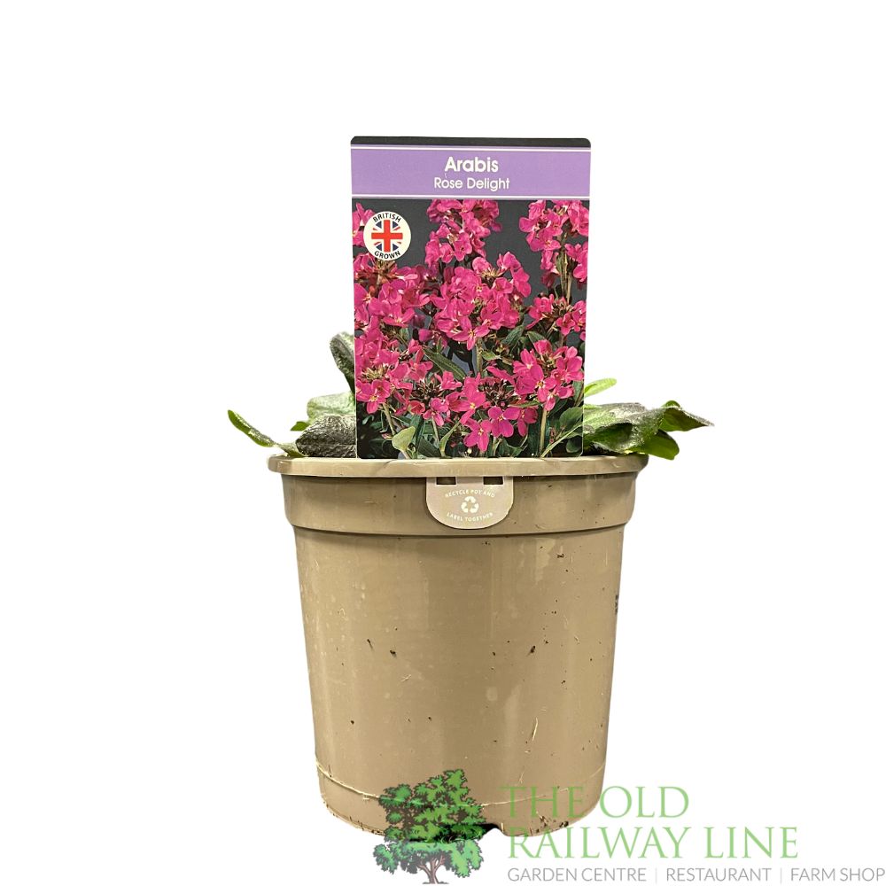Arabis blepharophylla 'Rose Delight' Plant 1Ltr Pot