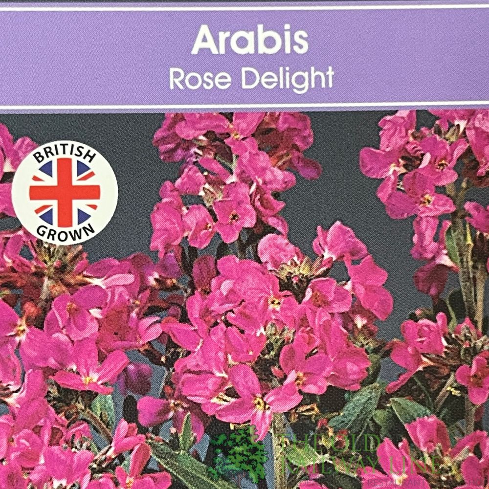 Arabis blepharophylla 'Rose Delight' Plant 1Ltr Pot