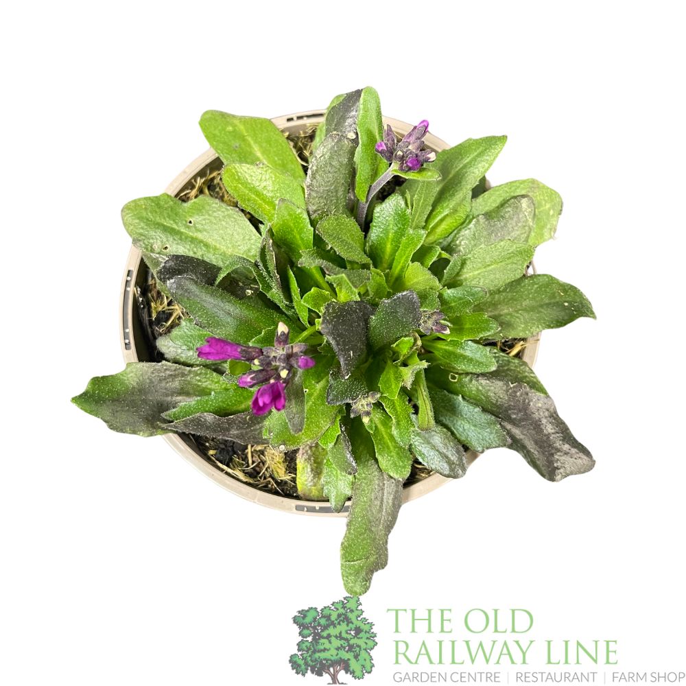 Arabis blepharophylla 'Rose Delight' Plant 1Ltr Pot