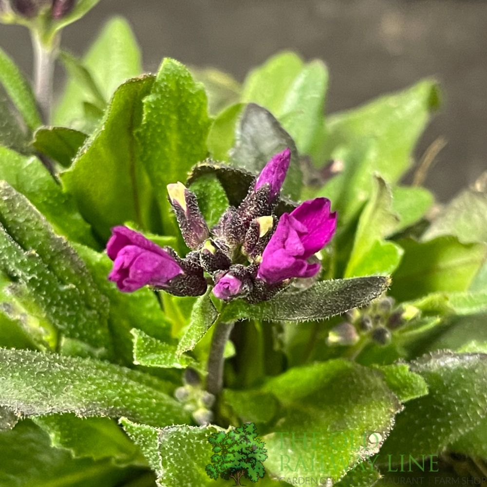 Arabis blepharophylla 'Rose Delight' Plant 1Ltr Pot