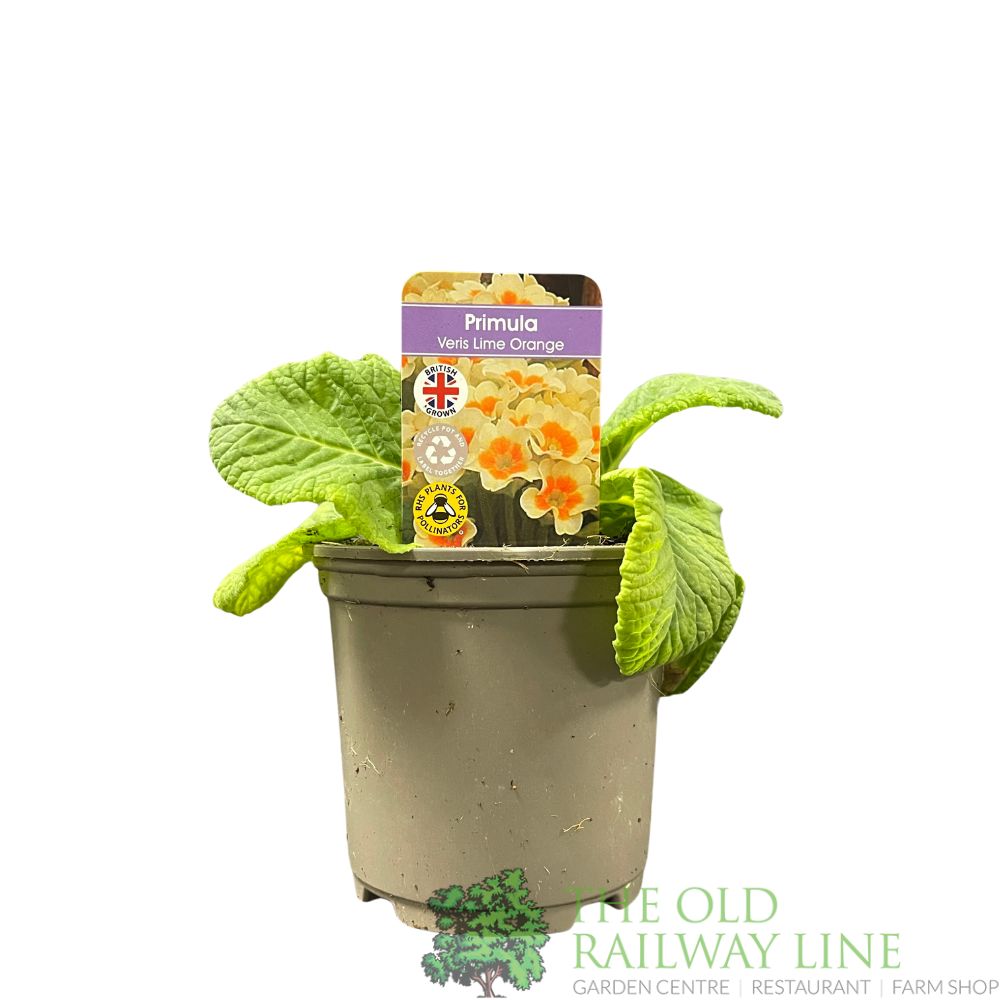 Primula veris 'Lime Orange' Cowslip Plant 10.5cm Pot