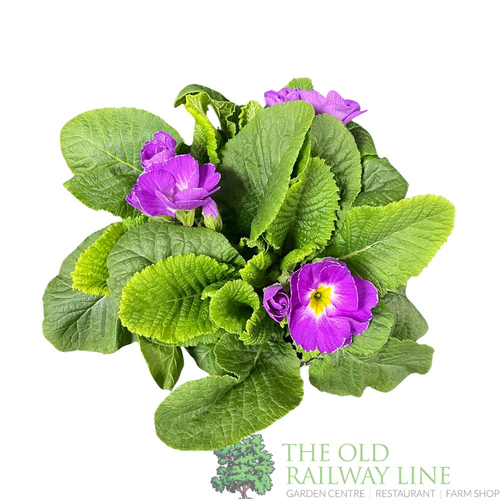 Primula vulgaris 'Milkshake' English Primrose 2Ltr Pot