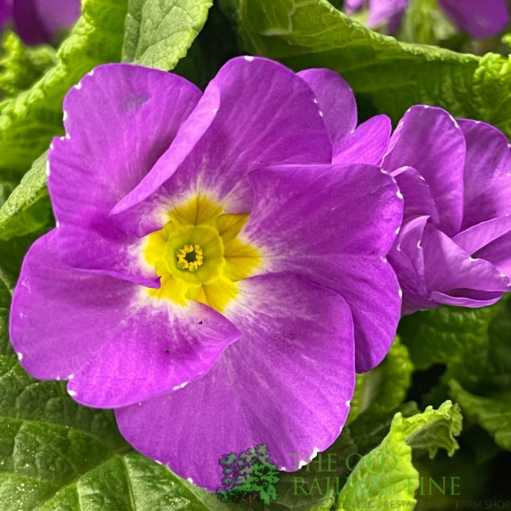 Primula vulgaris 'Milkshake' English Primrose 2Ltr Pot