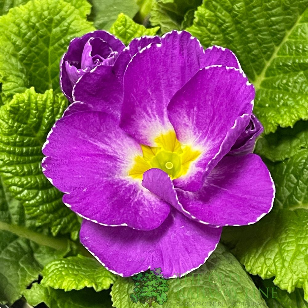 Primula vulgaris 'Milkshake' English Primrose 2Ltr Pot