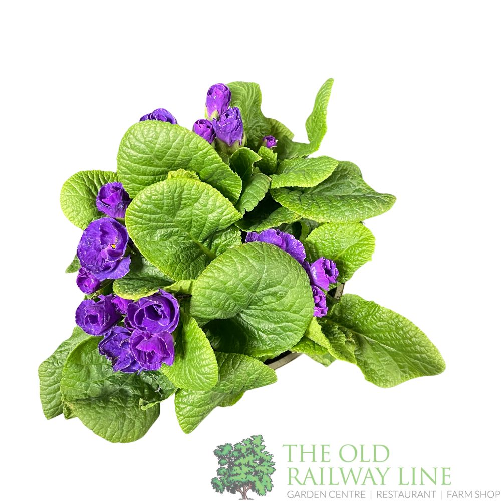 Primula vulgaris 'Rosebud Violet' English Primrose 2Ltr Pot