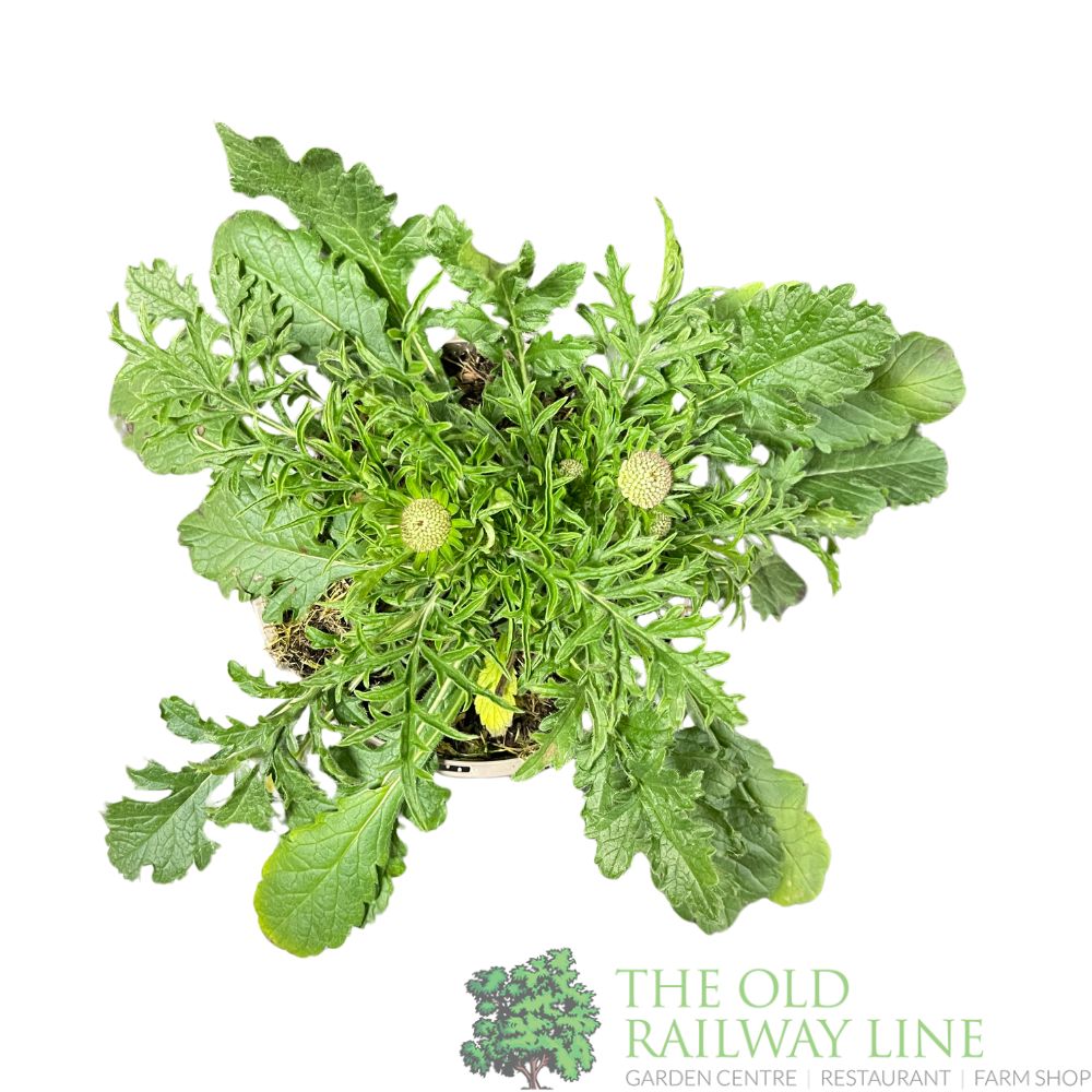 Scabiosa 'Pink Mist' Plant 1Ltr Pot