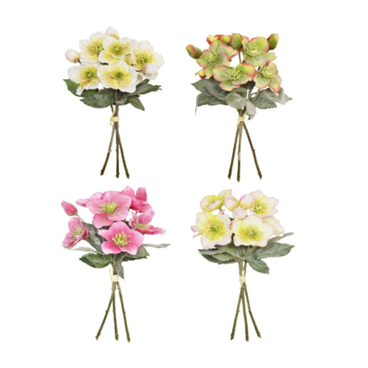 Sincere Floral 34cm Hand Tied Hellebores (Choice of 4)