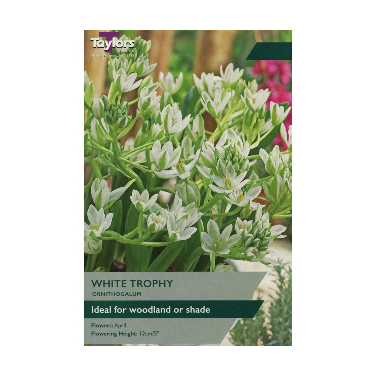 Taylors 15 Ornithogalum White Trophy Bulbs
