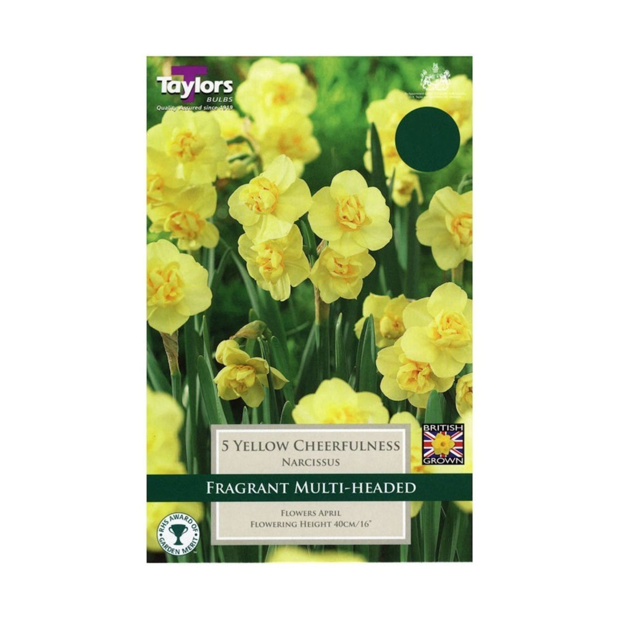 Taylors 7 Narcissus Yellow Cheerfulness Bulbs