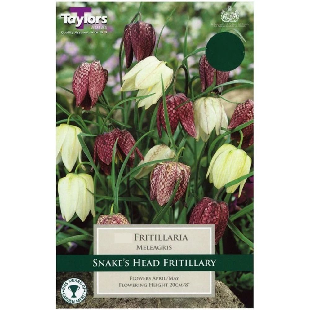 Taylors 9 Snake's Head Fritillaria Meleagris Spring Flowering Bulbs
