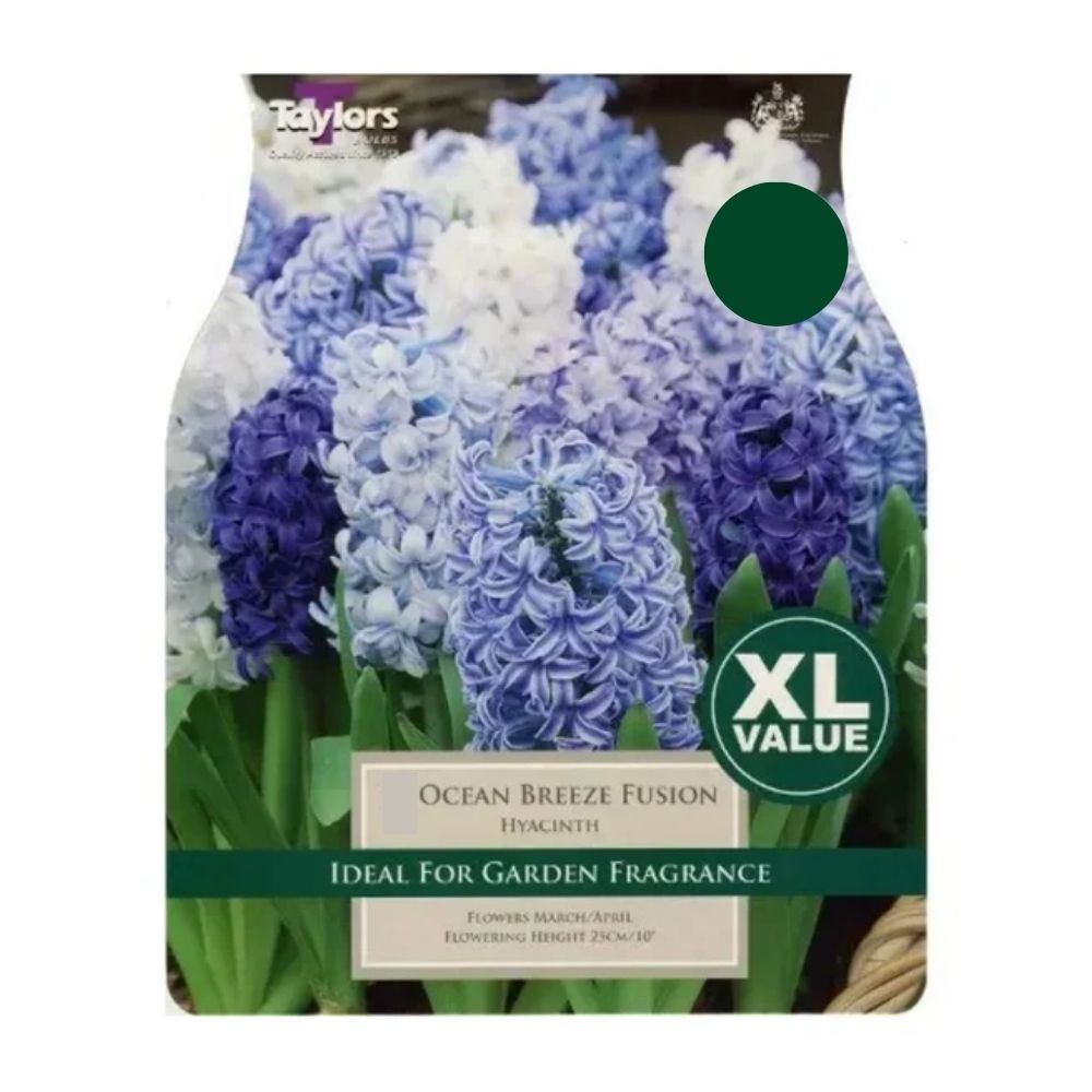 Taylors 10 Ocean Breeze Fusion Hyacinth Bulbs